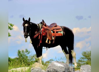 Paint Horse, Wallach, 6 Jahre, 155 cm, Rappe