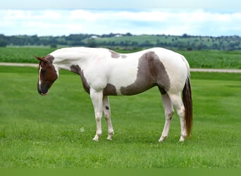 Paint Horse, Wallach, 6 Jahre, 155 cm, Roan-Bay