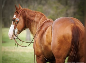 Paint Horse, Wallach, 6 Jahre, 155 cm, Rotfuchs