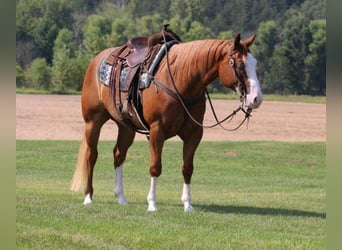 Paint Horse, Wallach, 6 Jahre, 155 cm, Rotfuchs