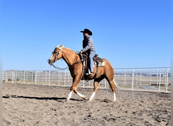 Paint Horse, Wallach, 6 Jahre, 157 cm, Palomino