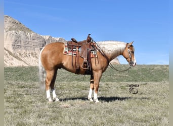 Paint Horse, Wallach, 6 Jahre, 157 cm, Palomino