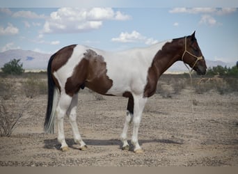 Paint Horse, Wallach, 6 Jahre, 160 cm, Schecke