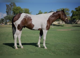 Paint Horse, Wallach, 6 Jahre, 160 cm, Schecke