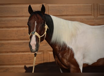 Paint Horse, Wallach, 6 Jahre, 160 cm, Schecke