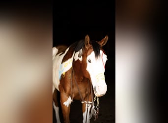 Paint Horse, Wallach, 6 Jahre, 163 cm