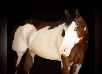 Paint Horse, Wallach, 6 Jahre, 163 cm