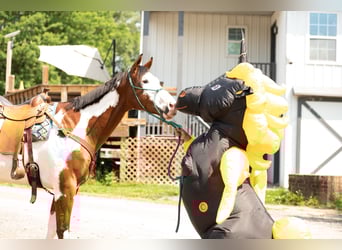 Paint Horse, Wallach, 6 Jahre, 163 cm