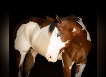 Paint Horse, Wallach, 6 Jahre, 163 cm