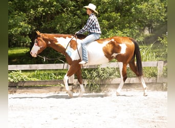 Paint Horse, Wallach, 6 Jahre, 163 cm