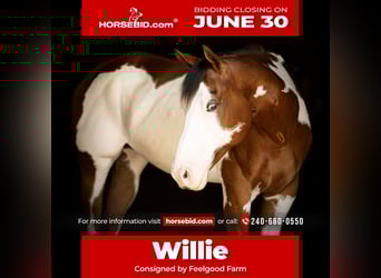 Paint Horse, Wallach, 6 Jahre, 163 cm