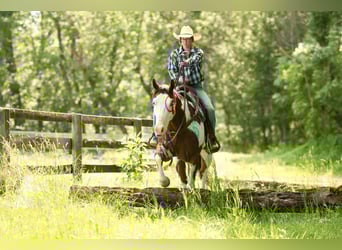 Paint Horse, Wallach, 6 Jahre, 163 cm