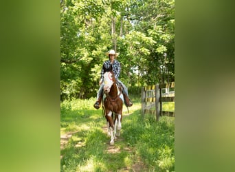 Paint Horse, Wallach, 6 Jahre, 163 cm