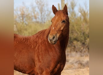 Paint Horse, Wallach, 6 Jahre, 168 cm, Rotfuchs