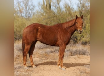 Paint Horse, Wallach, 6 Jahre, 168 cm, Rotfuchs