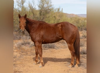 Paint Horse, Wallach, 6 Jahre, 168 cm, Rotfuchs