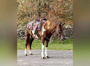 Paint Horse, Wallach, 7 Jahre, 140 cm, Tobiano-alle-Farben