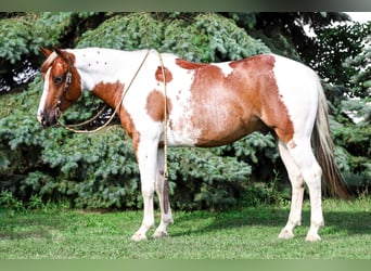 Paint Horse, Wallach, 7 Jahre, 150 cm, Dunkelfuchs