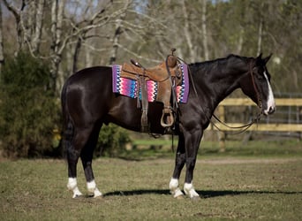 Paint Horse, Wallach, 7 Jahre, 150 cm, Rappe