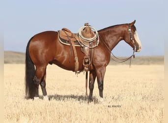 Paint Horse, Wallach, 7 Jahre, 150 cm, Rotbrauner