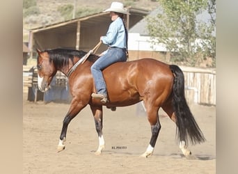 Paint Horse, Wallach, 7 Jahre, 150 cm, Rotbrauner