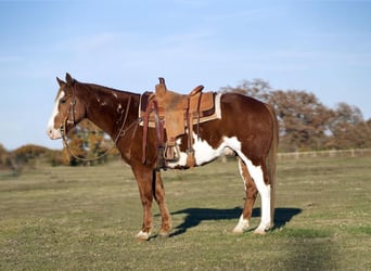 Paint Horse, Wallach, 7 Jahre, 150 cm, Rotfuchs