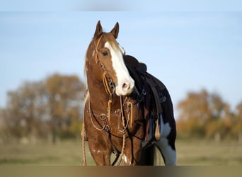Paint Horse, Wallach, 7 Jahre, 150 cm, Rotfuchs