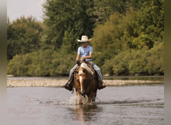 Paint Horse, Wallach, 7 Jahre, 150 cm, Schecke