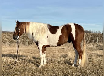 Paint Horse, Wallach, 7 Jahre, 150 cm