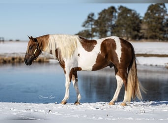 Paint Horse, Wallach, 7 Jahre, 150 cm