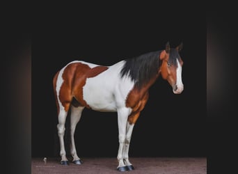 Paint Horse, Wallach, 7 Jahre, 152 cm, Dunkelfuchs