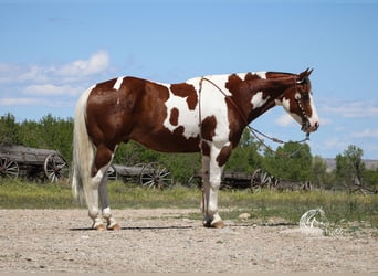 Paint Horse, Wallach, 7 Jahre, 152 cm, Dunkelfuchs