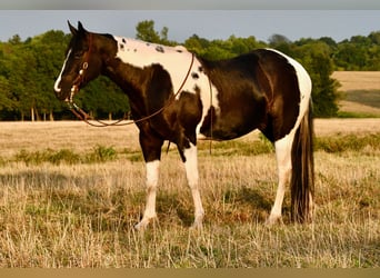 Paint Horse, Wallach, 7 Jahre, 152 cm, Rappe
