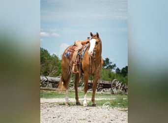Paint Horse, Wallach, 7 Jahre, 152 cm, Red Dun