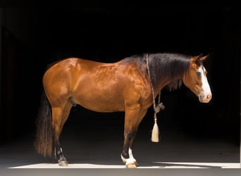 Paint Horse, Wallach, 7 Jahre, 152 cm, Rotbrauner