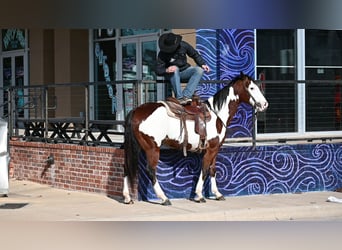 Paint Horse, Wallach, 7 Jahre, 152 cm, Rotbrauner