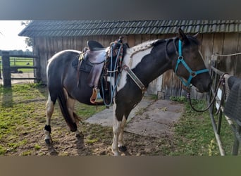 Paint Horse, Wallach, 7 Jahre, 152 cm, Schecke