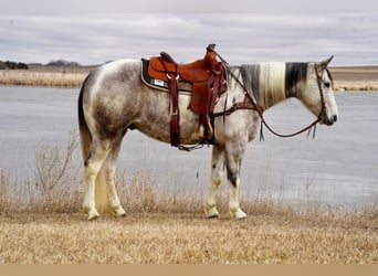 Paint Horse, Wallach, 7 Jahre, 152 cm, Schimmel