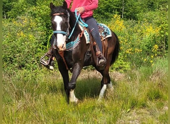 Paint Horse Mix, Wallach, 7 Jahre, 153 cm, Schecke