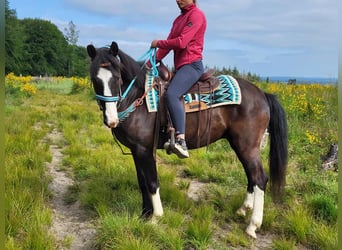 Paint Horse Mix, Wallach, 7 Jahre, 153 cm, Schecke
