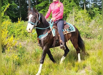Paint Horse Mix, Wallach, 7 Jahre, 153 cm, Schecke