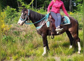Paint Horse Mix, Wallach, 7 Jahre, 153 cm, Schecke