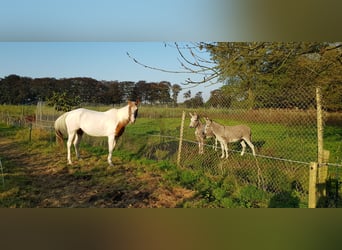 Paint Horse, Wallach, 7 Jahre, 153 cm, Tovero-alle-Farben