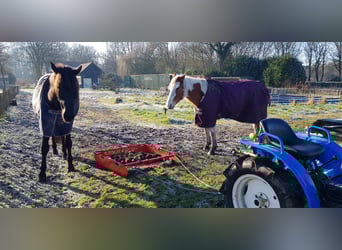 Paint Horse, Wallach, 7 Jahre, 153 cm, Tovero-alle-Farben