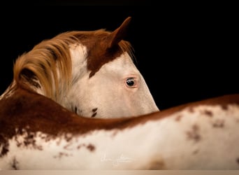 Paint Horse, Wallach, 7 Jahre, 154 cm, Overo-alle-Farben