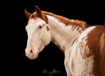 Paint Horse, Wallach, 7 Jahre, 154 cm, Schecke