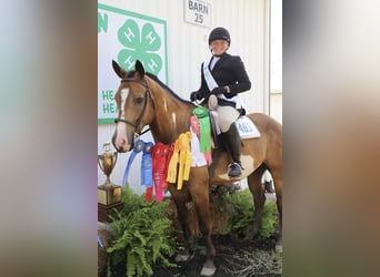 Paint Horse, Wallach, 7 Jahre, 155 cm, Buckskin