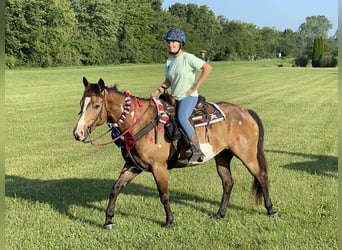Paint Horse, Wallach, 7 Jahre, 155 cm, Buckskin