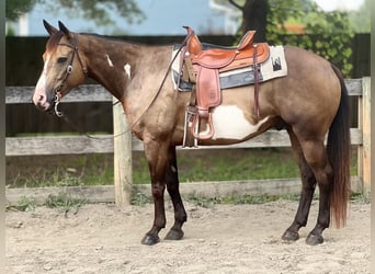 Paint Horse, Wallach, 7 Jahre, 155 cm, Buckskin