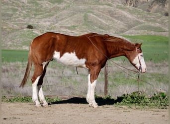 Paint Horse, Wallach, 7 Jahre, 155 cm, Overo-alle-Farben